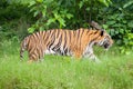 Closeup tiger in the zoo