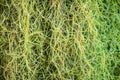 Closeup Tillandsia usneoides or spanish moss background. Selective focus Royalty Free Stock Photo