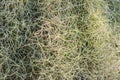 Closeup Tillandsia usneoides or spanish moss background. Selective focus Royalty Free Stock Photo