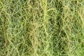 Closeup Tillandsia usneoides or spanish moss background. Selective focus Royalty Free Stock Photo