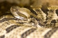 Closeup of a Timber rattlesnake (Crotalus horridus) Royalty Free Stock Photo