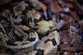 Closeup of a Timber rattlesnake, Crotalus horridus snake captured in a zoo Royalty Free Stock Photo