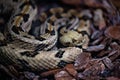 Closeup of a Timber rattlesnake, Crotalus horridus snake captured in a zoo Royalty Free Stock Photo