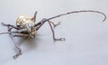 Closeup timberman-beetle Acanthocinus aedilis on a table Royalty Free Stock Photo