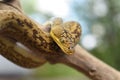 Closeup of Timor python snake around a thick branch Royalty Free Stock Photo