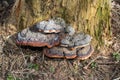 Closeup of tinder fungus on tree trunk Royalty Free Stock Photo