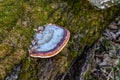 Closeup of tinder fungus on tree trunk Royalty Free Stock Photo