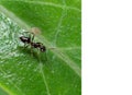 Tiny Black Garden Ant on Green Leaf with Space for Text Royalty Free Stock Photo
