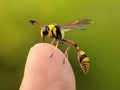 Closeup of a tiny black and yellow wasp sitting on a persons finger