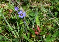 Closeup Of Tiny Blue Eyed Grass Wildflowers