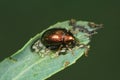 Closeup of a tiny bronze leaf beetle, Crepidodera aurea on a willow Royalty Free Stock Photo