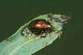 Closeup of a tiny bronze leaf beetle, Crepidodera aurea on a Willow Royalty Free Stock Photo