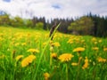 Closeup of a tiny bug climbing on a blade of grass on a yellow dandelion meadow Royalty Free Stock Photo