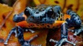 Closeup of a tiny colorful poison dart frog with its skin peeling off. The fungus has attacked its delicate skin causing