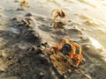 Closeup of a tiny crab eating from sand on a beach during sunrise morning Royalty Free Stock Photo