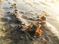 Closeup of a tiny crab eating from sand on a beach during sunrise morning Royalty Free Stock Photo