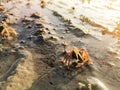 Closeup of a tiny crab eating from sand on a beach during sunrise morning Royalty Free Stock Photo