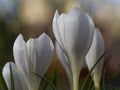 Closeup of tiny crocus flowers with white petals Royalty Free Stock Photo