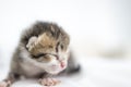 Closeup of Tiny cute baby kitten Royalty Free Stock Photo