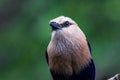 Closeup of a tiny and cute blue-bellied roller with its face turned to the camera Royalty Free Stock Photo