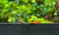 Closeup of tiny cute gecko on the wall against the background of blurred trees Royalty Free Stock Photo
