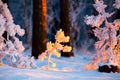 Closeup tiny fir trees covered with frost illuminated with sunlight. Winter evening in forerst. Christmas nature