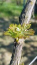 Closeup of tiny fresh buds and leaves growing on grapevine with blurred background. Grape leaf macro. Springtime vineyard Royalty Free Stock Photo