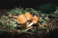 Closeup of tiny galerina marginata mushrooms growing in a forest with a blurry background Royalty Free Stock Photo