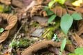 Closeup of a tiny Green and black poison dart frog perched on a leaf Royalty Free Stock Photo