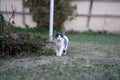 Closeup of a tiny grey and white cat walking in a garden Royalty Free Stock Photo