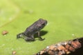 A tiny frog sits on a lily pad leaf Royalty Free Stock Photo