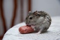 Closeup of a tiny hamster eating a sausage on the table under the lights