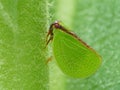 Planthopper On Fuzzy Stem