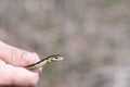 Closeup of a tiny snake held by a hand, looking with wide-open eyes Royalty Free Stock Photo