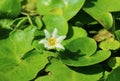 Closeup of a Tiny Snowflake Water Lily or White Water Fringe on Vibrant Green Pads Royalty Free Stock Photo