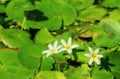Tiny Snowflake Water Lily or White Water Fringe on Vibrant Green Pads Royalty Free Stock Photo