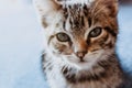 Closeup tiny tabby grey kitty looking at camera