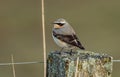 Closeup of a tiny Wheatears perched on a wooden surface in a field with a blurry background