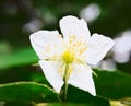CloseUp tiny white flowering plants