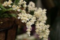 Macro of Tiny White Oncidium Orchids Royalty Free Stock Photo