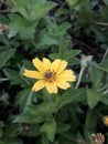 Closeup Tiny yellow flowers in the background green grass