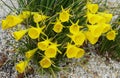 Closeup of the tiny yellow flowers of Narcissus bulbocodium Golden Bells at full bloom