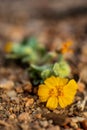 Closeup of tiny wildflower blooming in desert on native plant