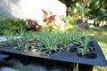 Closeup tiny young planting with soil in black tray