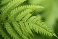 Closeup of the tip of a fiddlehead fern frond. Royalty Free Stock Photo