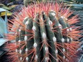 Tip of a thorny cactus branch