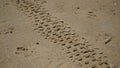 Closeup of tire marks on the sand