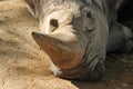 Closeup of a tired rhino lying on a ground at the zoo Royalty Free Stock Photo