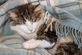 Tired tabby cat sleeping in blue woollen blanket