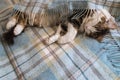 A tired tabby kitten resting underneath pale blue woollen blanket with copy space
